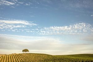 Paso Robles Wine Country Views and Horizon. Sky's the Limit!